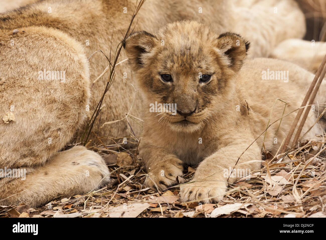 Lioness (Panthera leo) with cub Stock Photo
