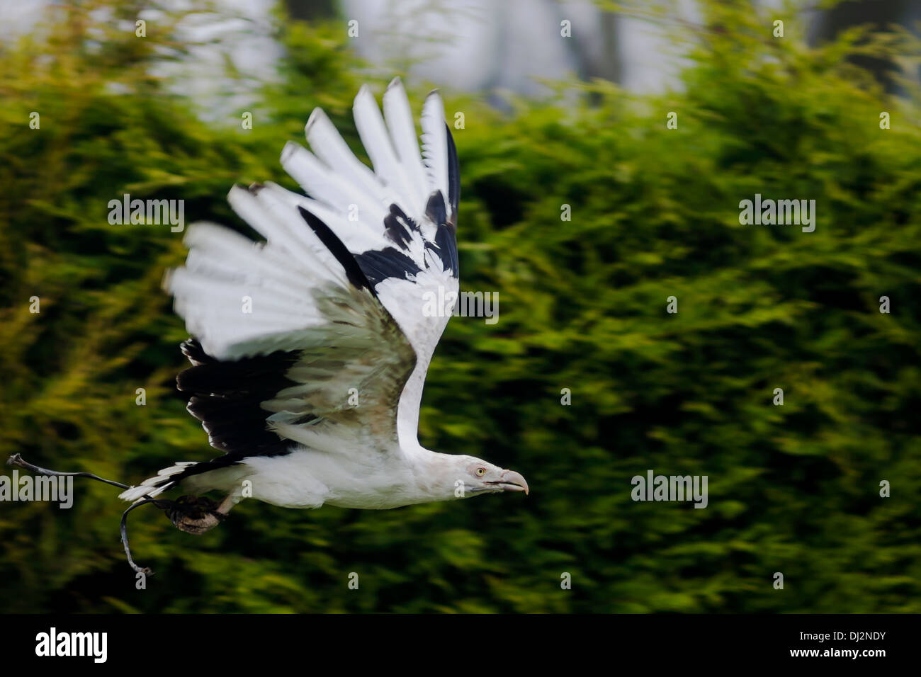 A Palm Nut Vulture flying past Stock Photo