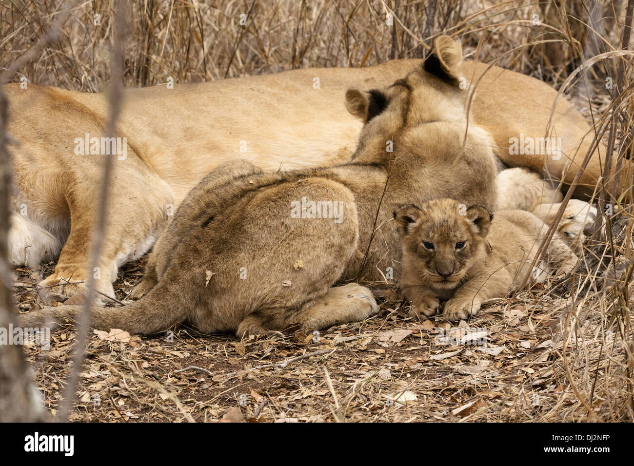 Lioness (Panthera leo) with cub Stock Photo - Alamy