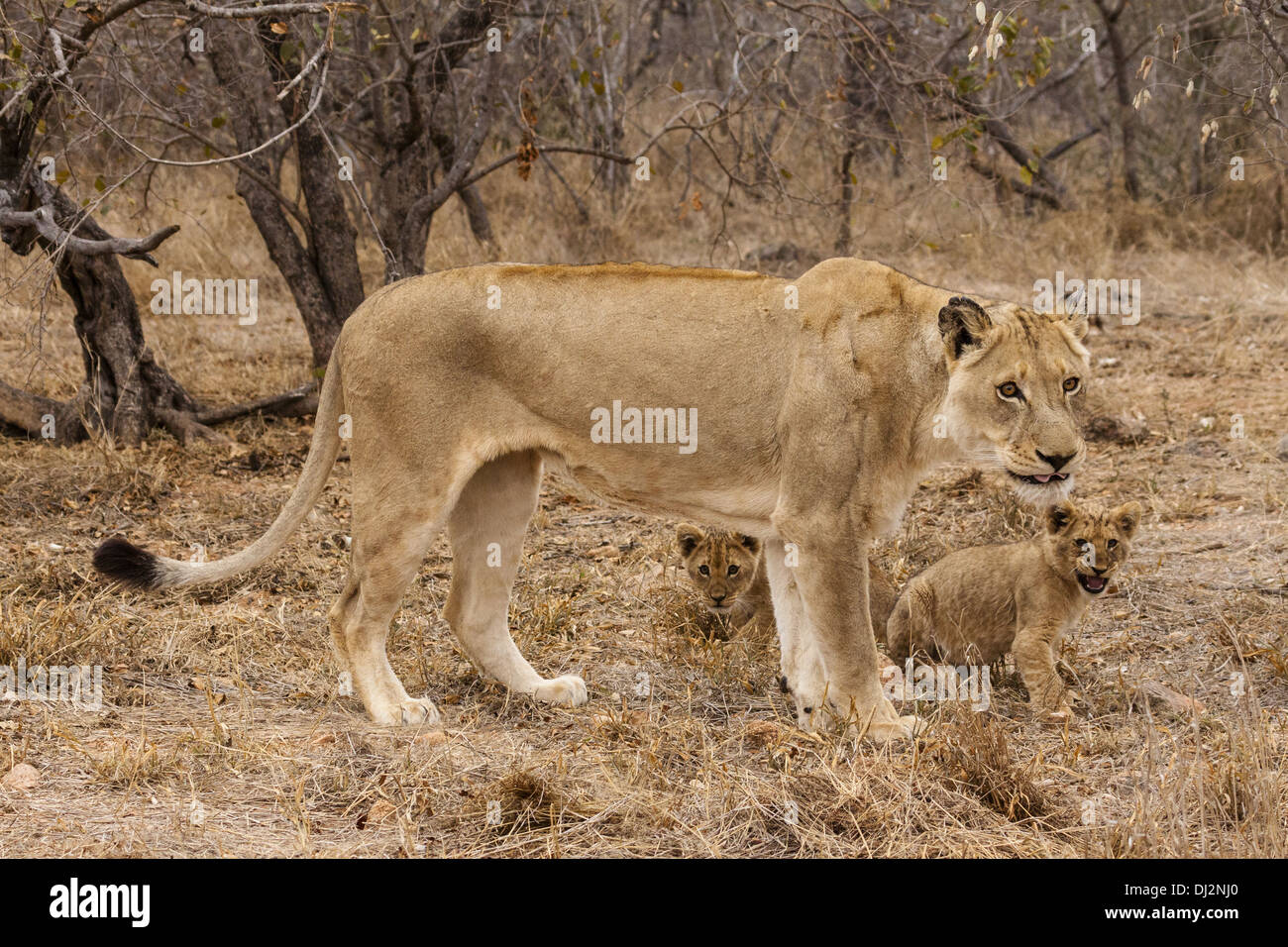 Lioness (Panthera leo) with cub Stock Photo - Alamy