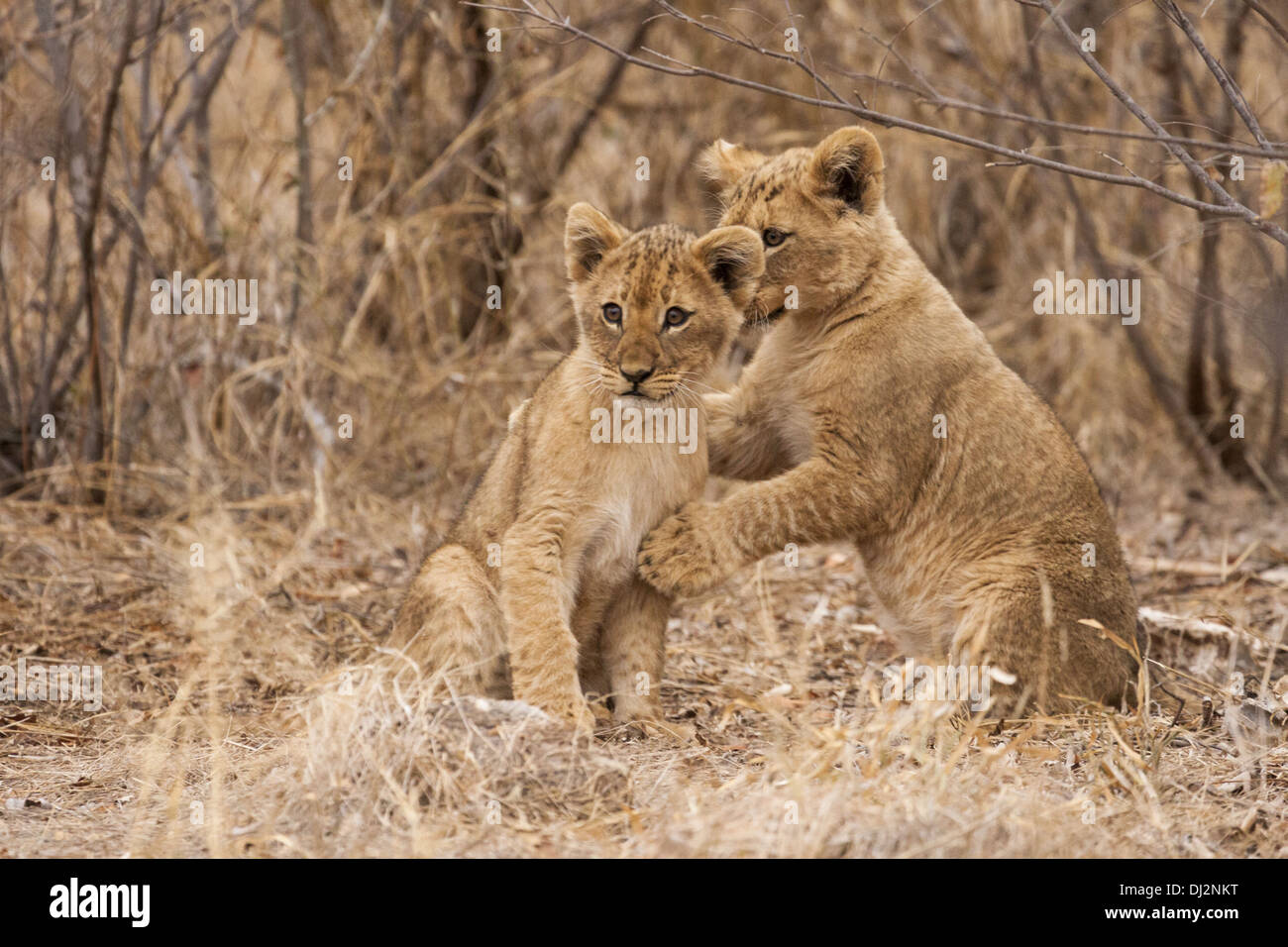 young lions (Panthera leo) Stock Photo