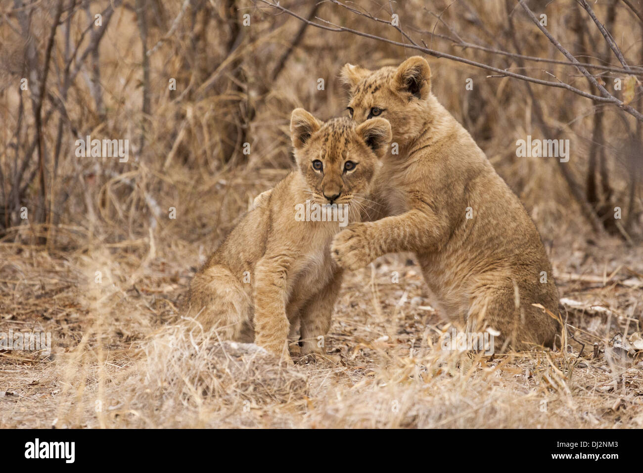 young lions (Panthera leo) Stock Photo