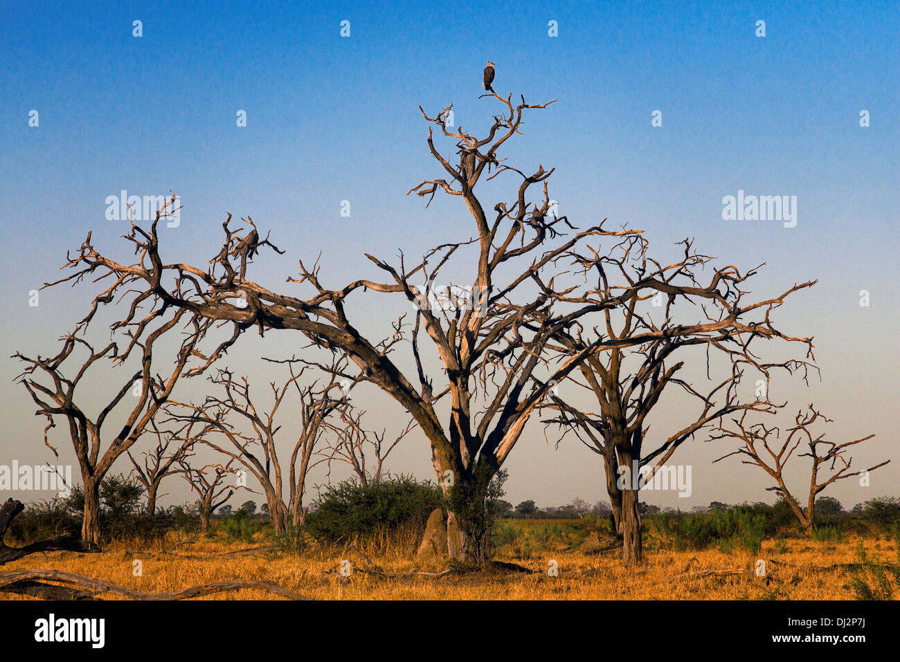 Authentic savanna landscape near the camp Savute Elephant Camp by Orient Express in Botswana in Chobe National Park . Stock Photo