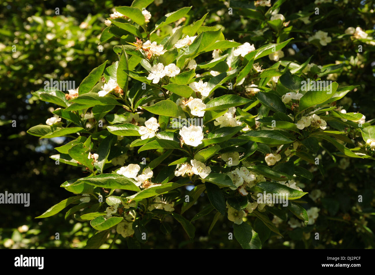 X Crataemespilus grandiflora Stock Photo