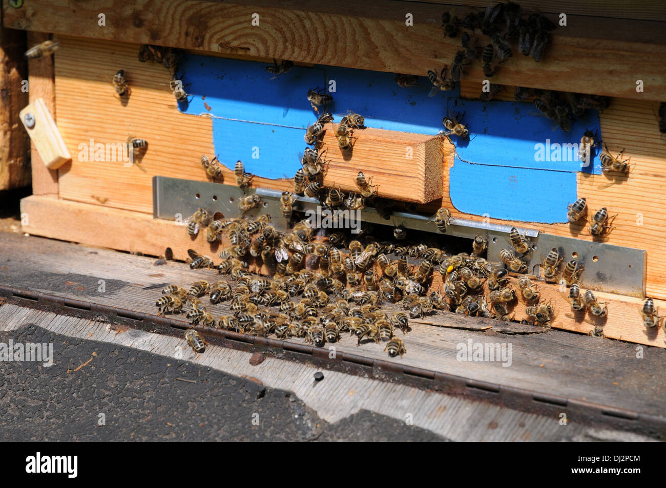 Bee hive Stock Photo
