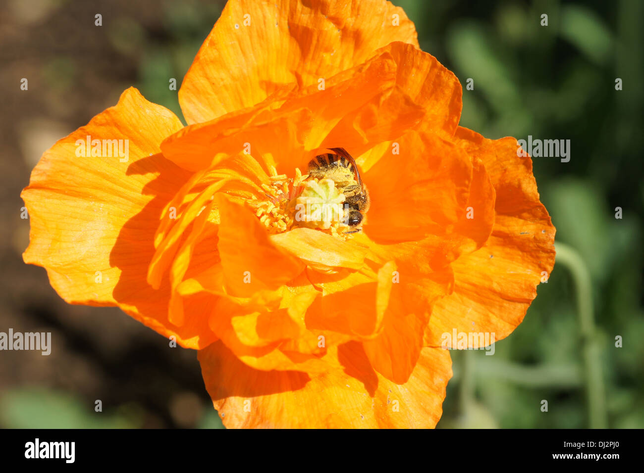 Atlas Flower Hi Res Stock Photography And Images Alamy