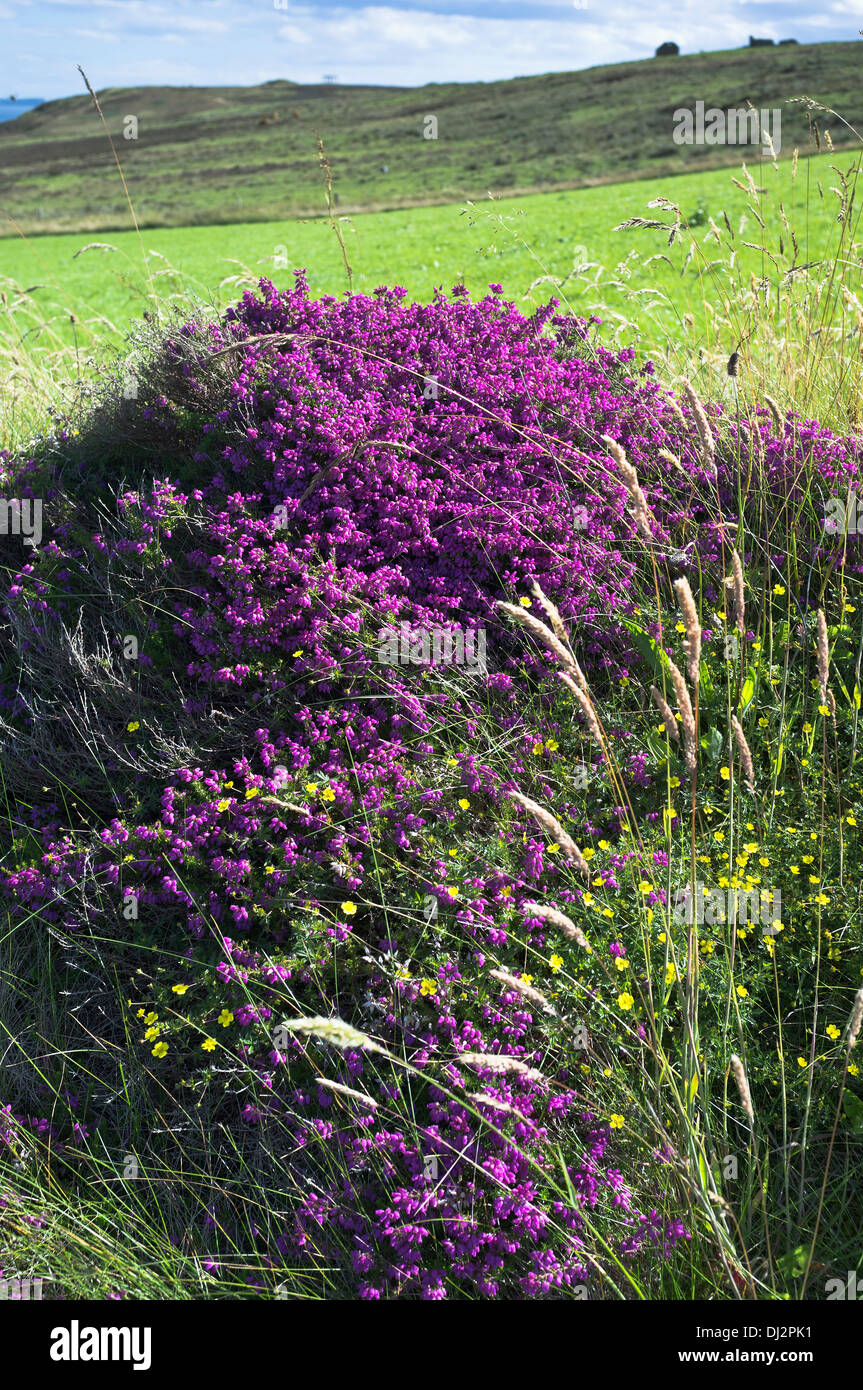 dh Bell heather HEATHER UK Scotland Erica cinerea purple bell heather Stock Photo