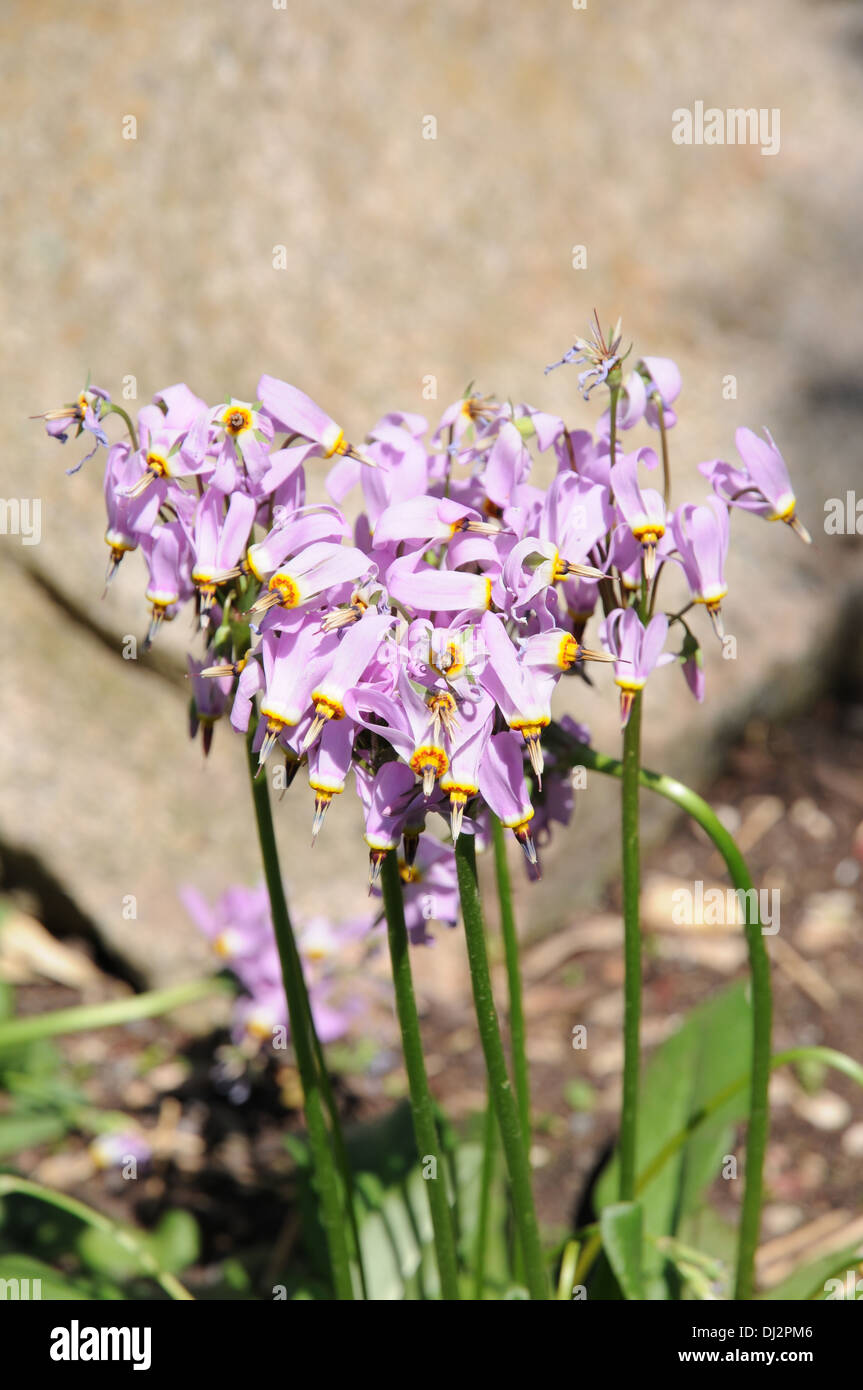 Shooting star Stock Photo