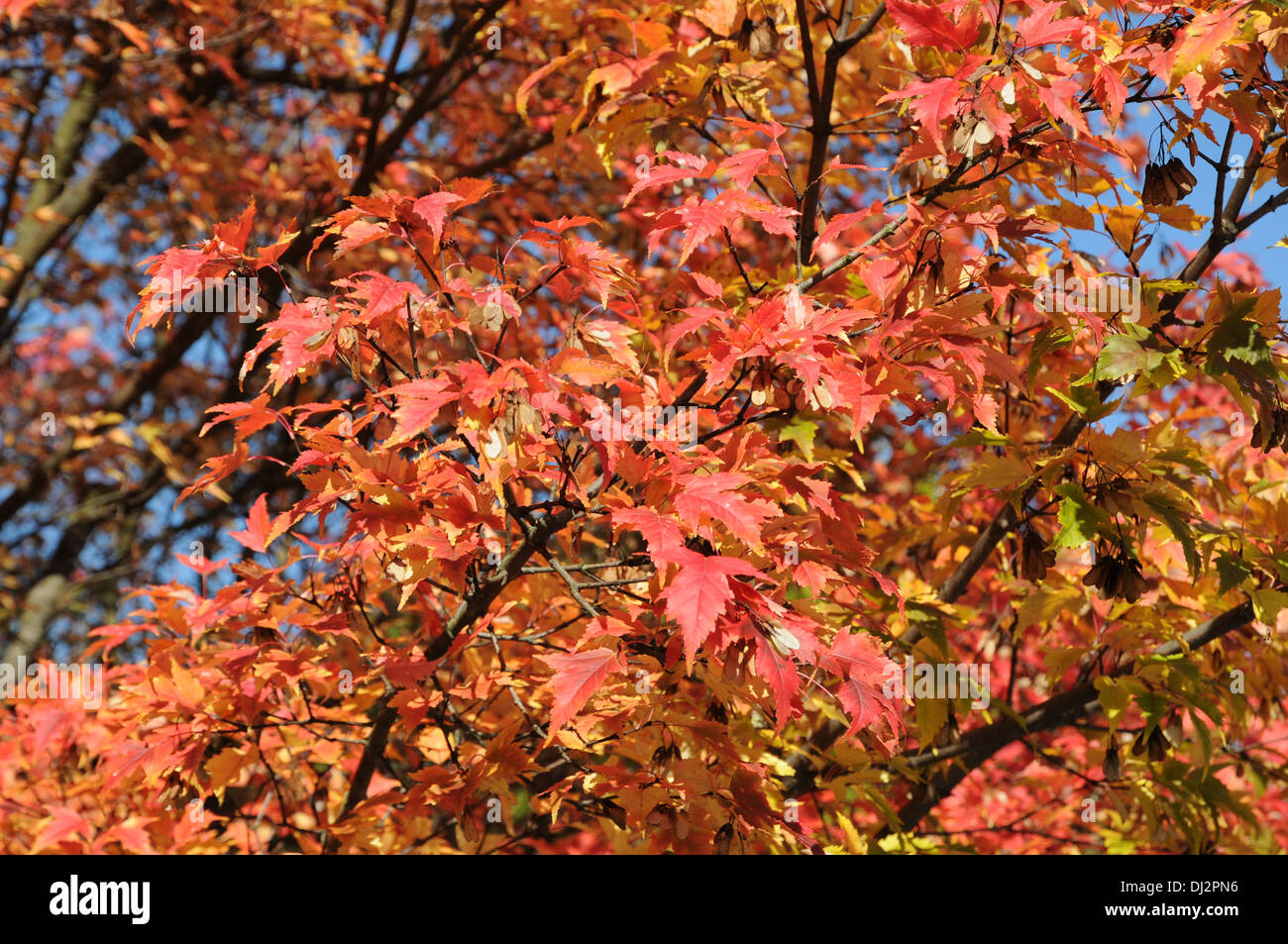 Amur maple hi-res stock photography and images - Alamy