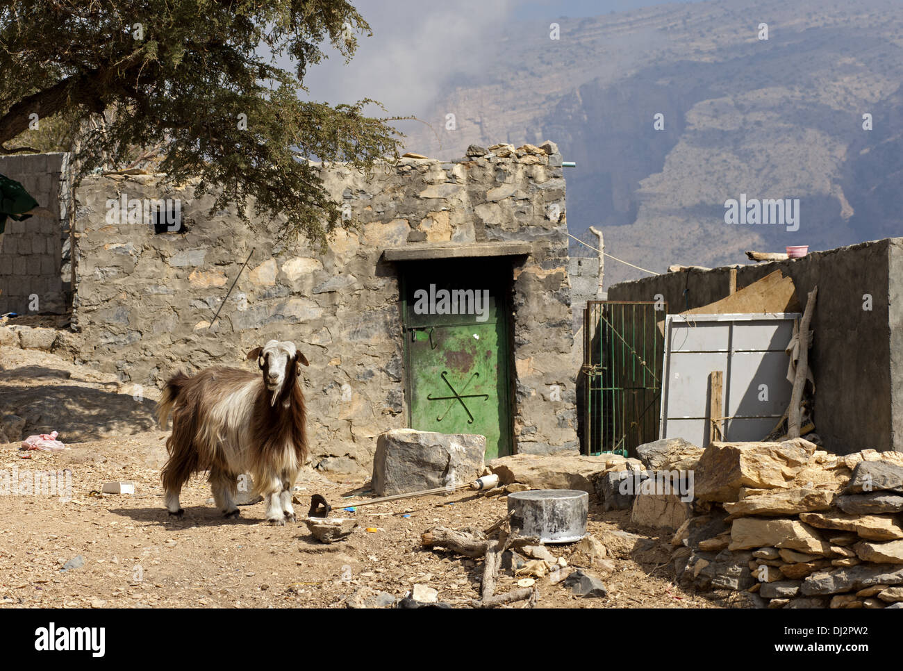 Poor mountain dwelling with goat, Oman Stock Photo