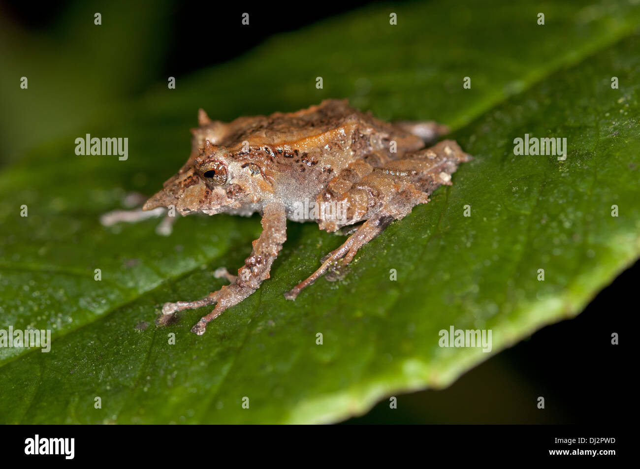 Frog species Pristimantis appendicularis Stock Photo