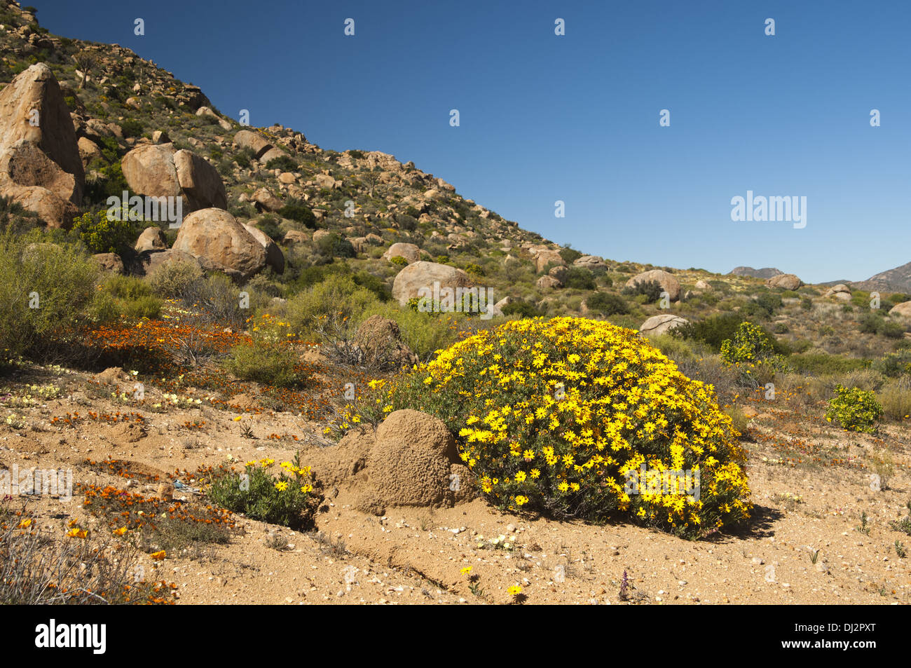 Yellow-flowering shrub of Skaapbos Stock Photo