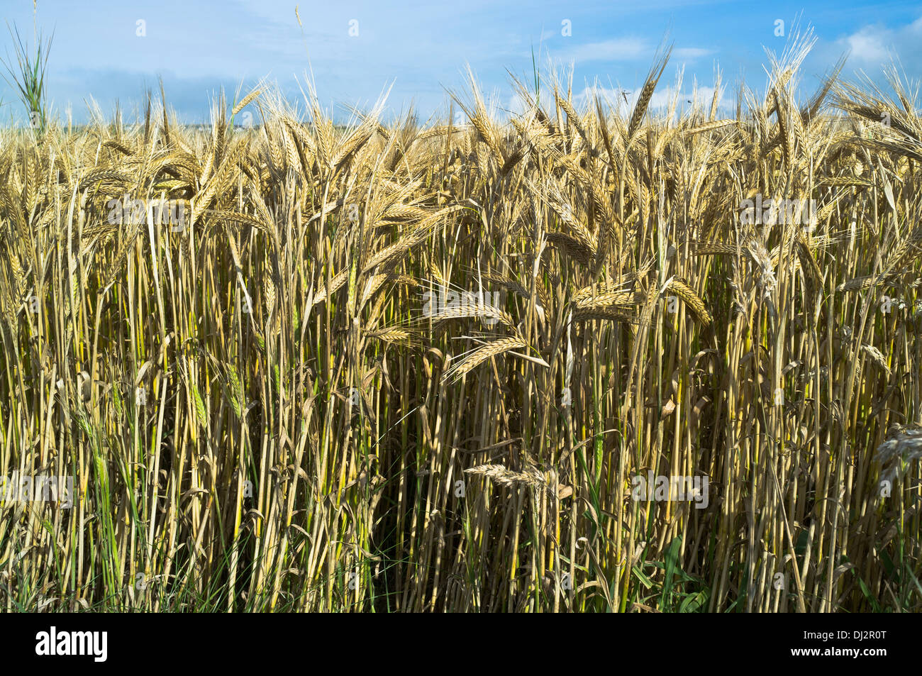 dh Barley CROPS FARMING Short stem Barley variety crop Stock Photo