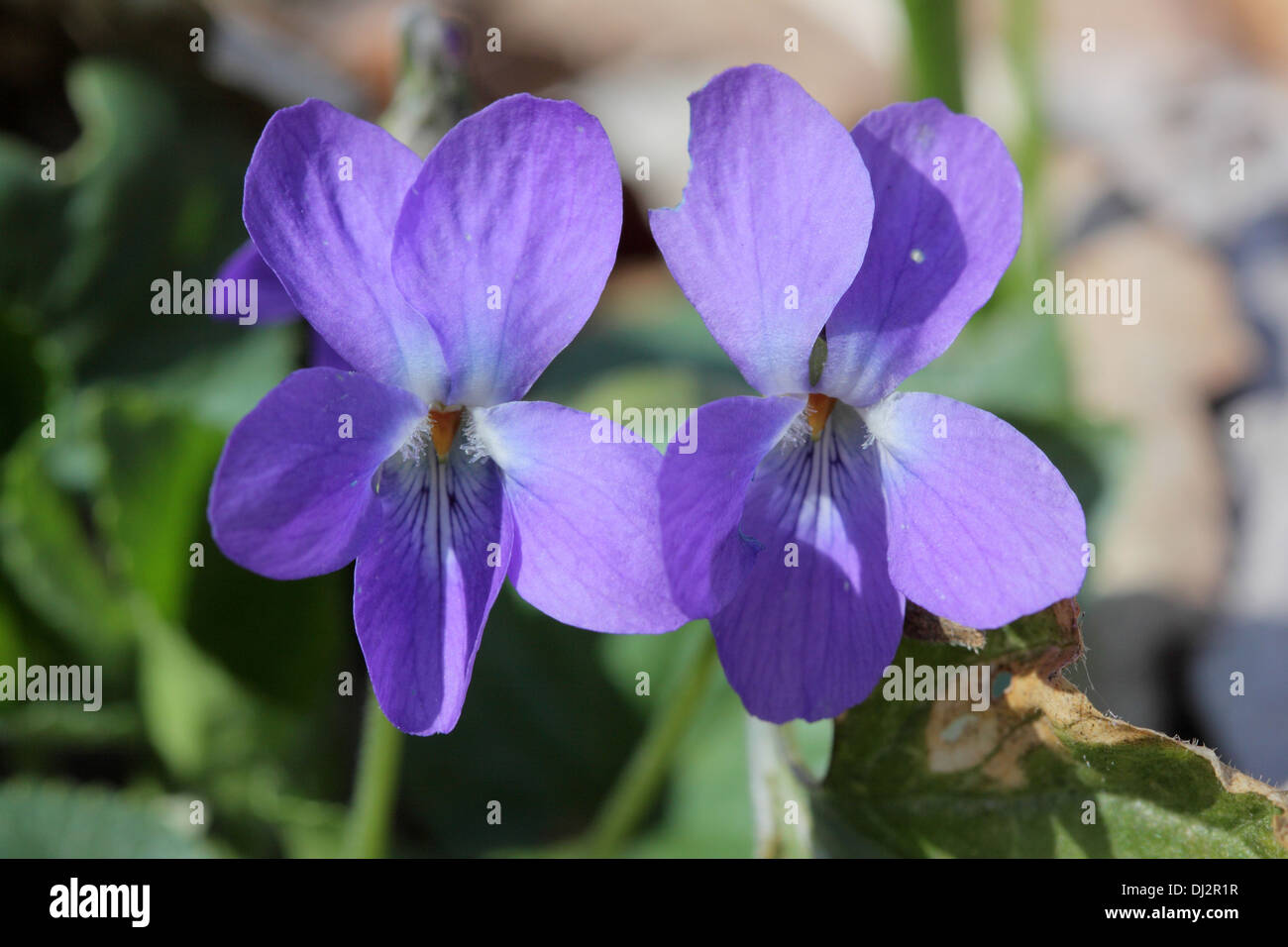 Garden Violet, Viola odorata Stock Photo