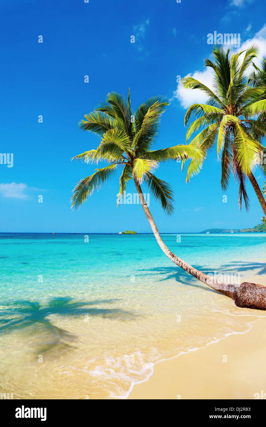 Tropical beach with palms, Kood island, Thailand Stock Photo