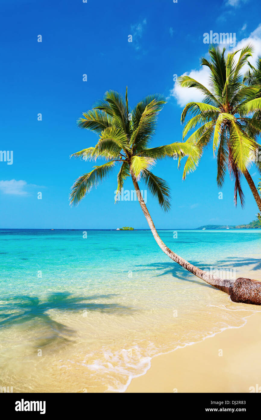 Tropical beach scenery palm hi-res stock photography and images - Alamy