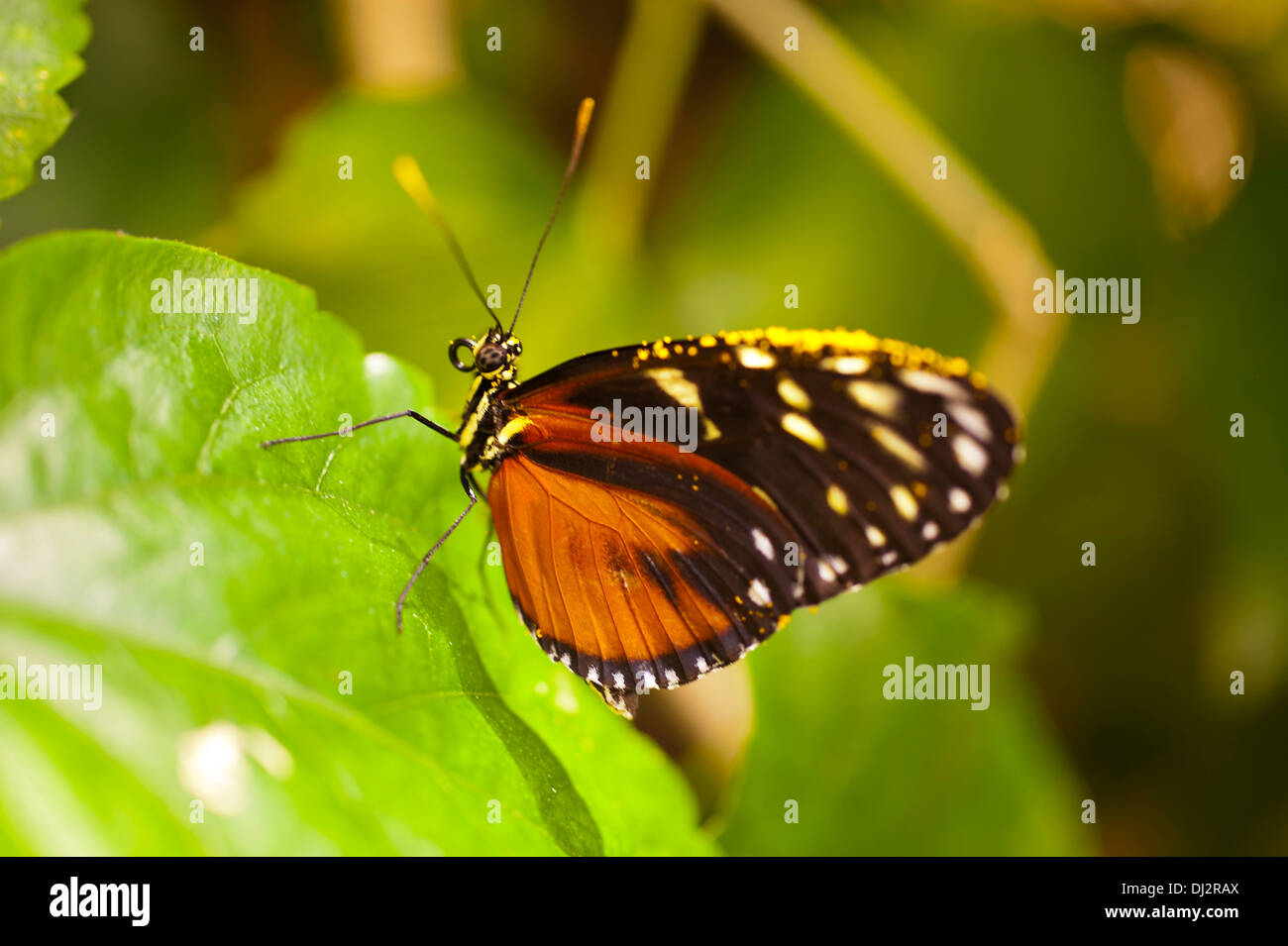 Heliconius ismenius Stock Photo - Alamy