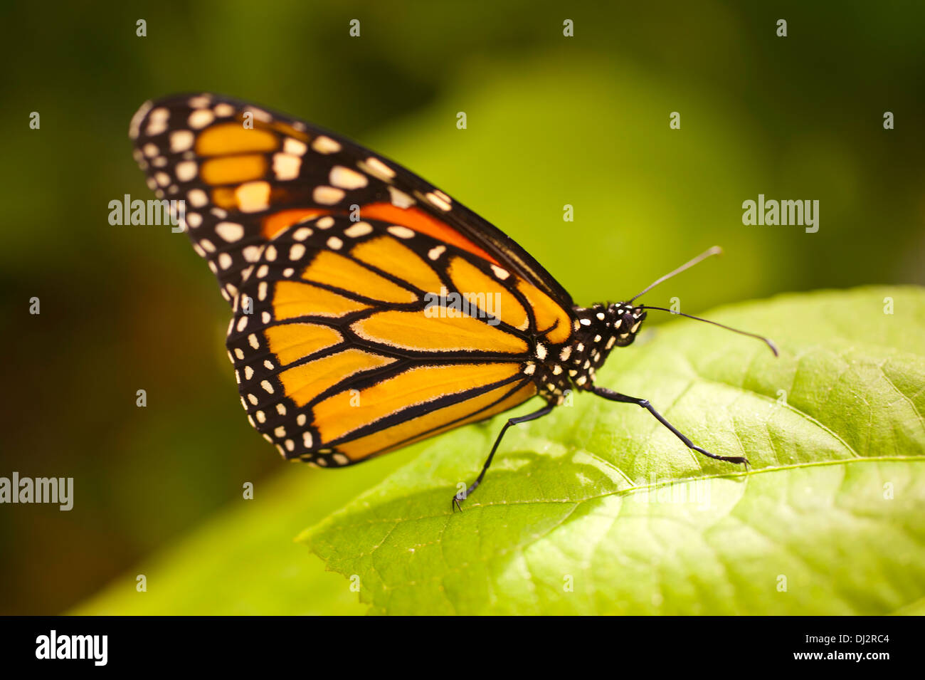 Danaus plexippus photo hi-res stock photography and images - Alamy