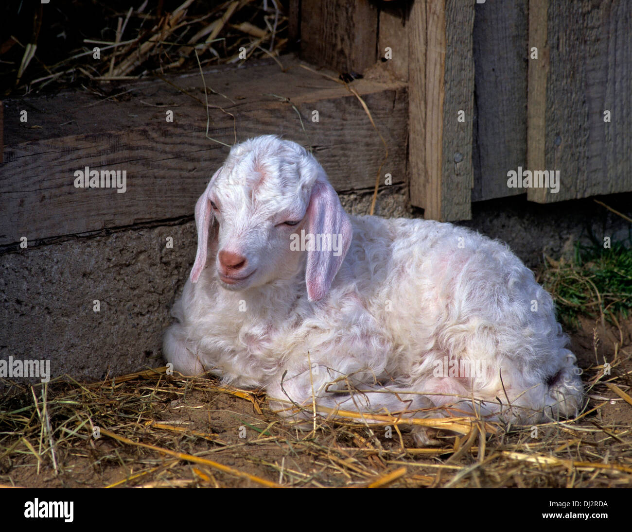 Angora goat, lamb, Young Animal, Camel Goat, Angoraziege, Lamm, Jungtier, Kamelziege Stock Photo