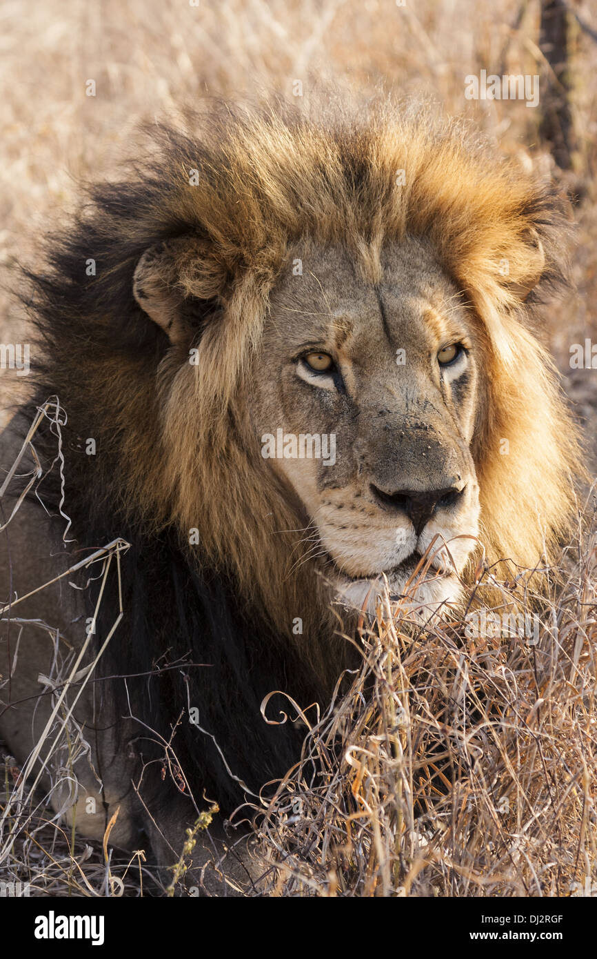 Lion (Panthera leo) in Portrait Stock Photo