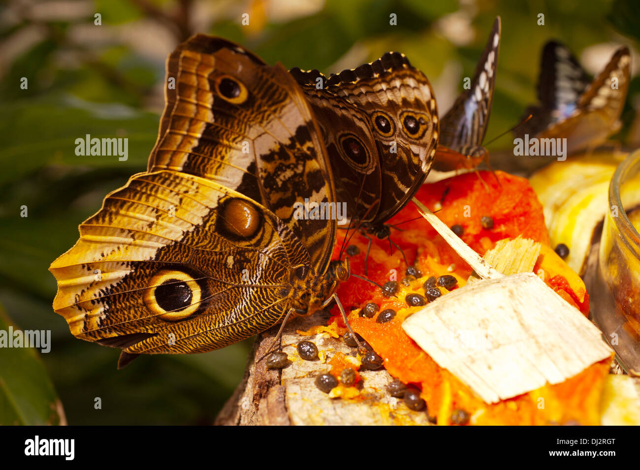 Butterfly compound eye facet hi-res stock photography and images - Alamy