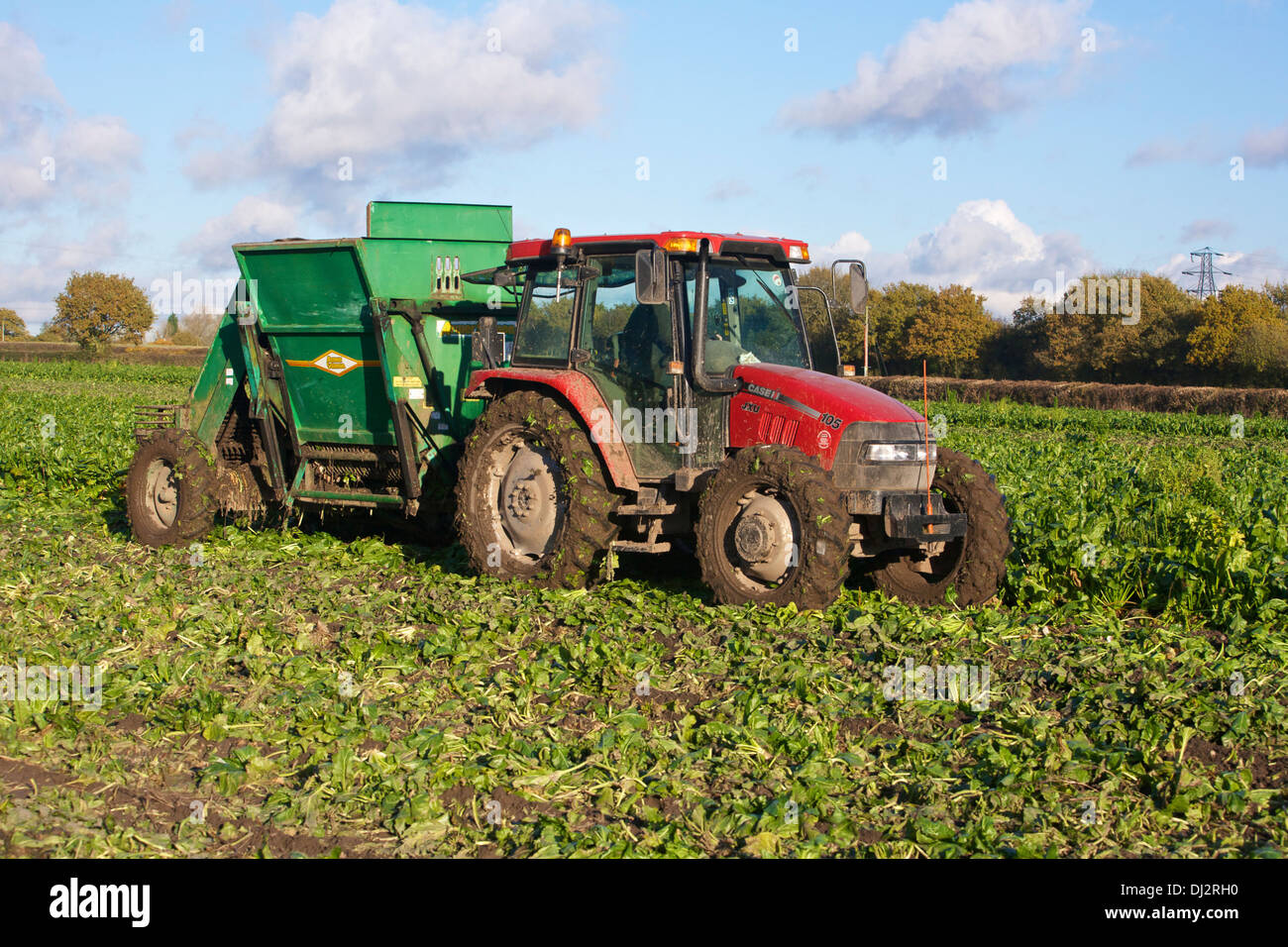 Sugar Beet Harvesting UK Stock Photo 62757324 Alamy