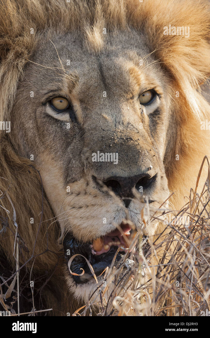 Lion (Panthera leo) in Portrait Stock Photo