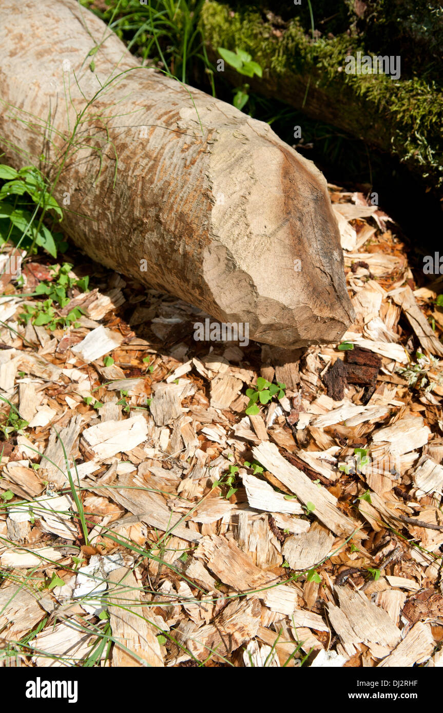 Beaver tracks on a tree Stock Photo