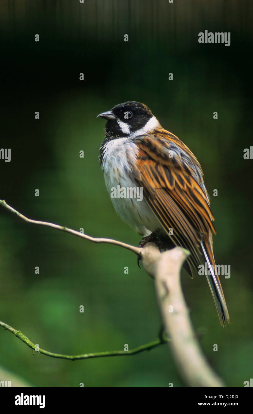 Common Reed Bunting, Emberiza schoeniclus, Rohrammer (Emberiza schoeniclus), Rohrspatz, Stock Photo