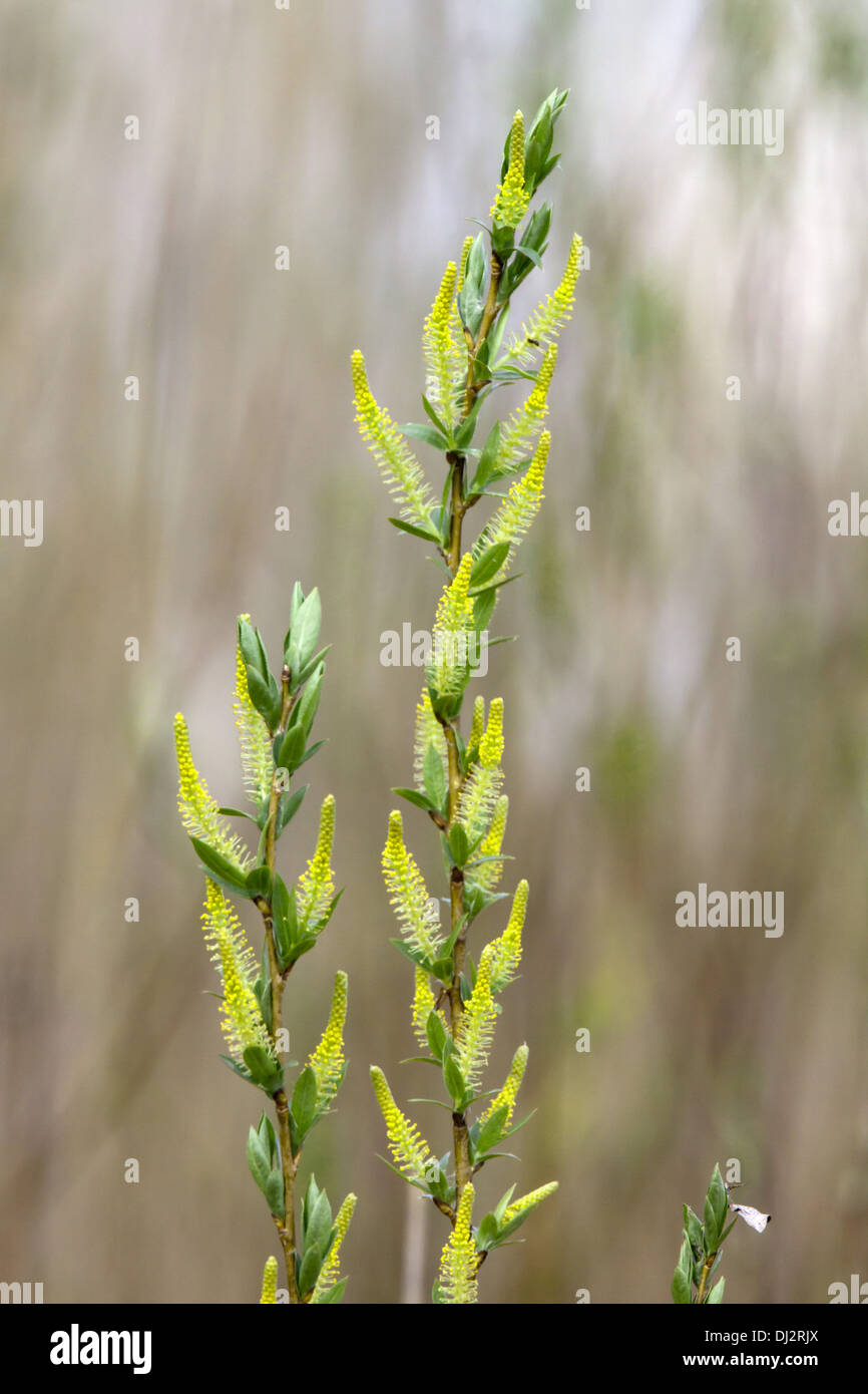 Salix viminalis, Common Osier Stock Photo