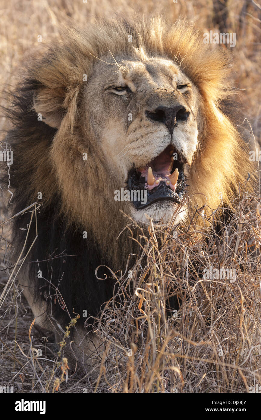 Lion (Panthera leo) roaring Stock Photo