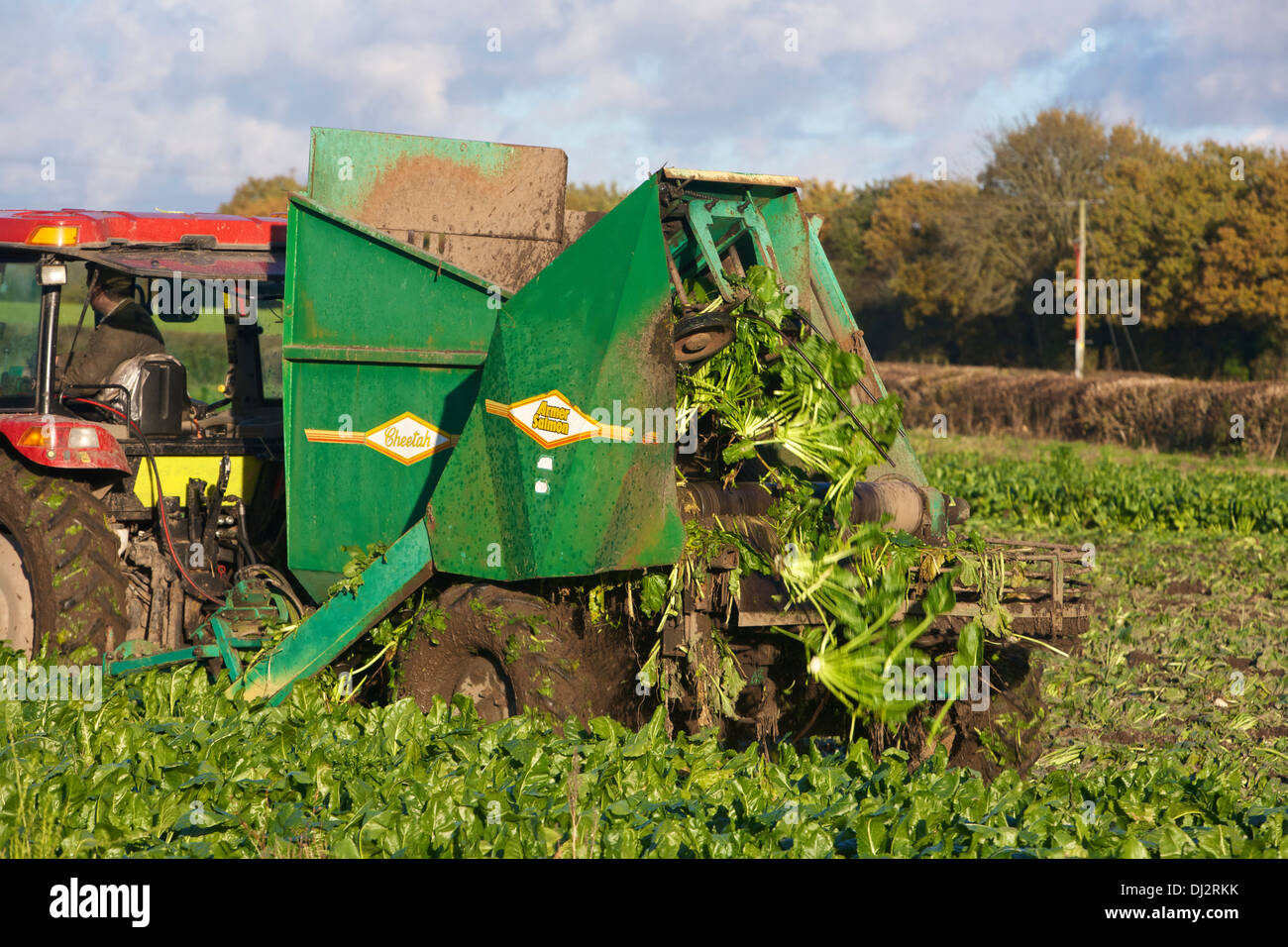 Sugar Beet Harvesting UK Stock Photo Alamy