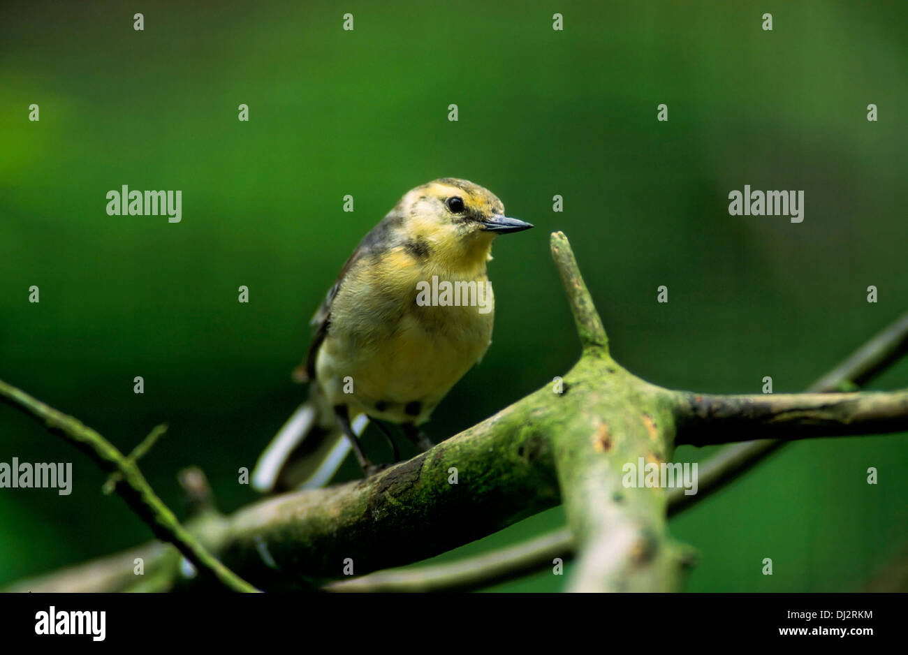 Citrine Wagtail, Yellow-headed Wagtail (Motacilla citreola), Zitronenstelze (Motacilla citreola) Stock Photo