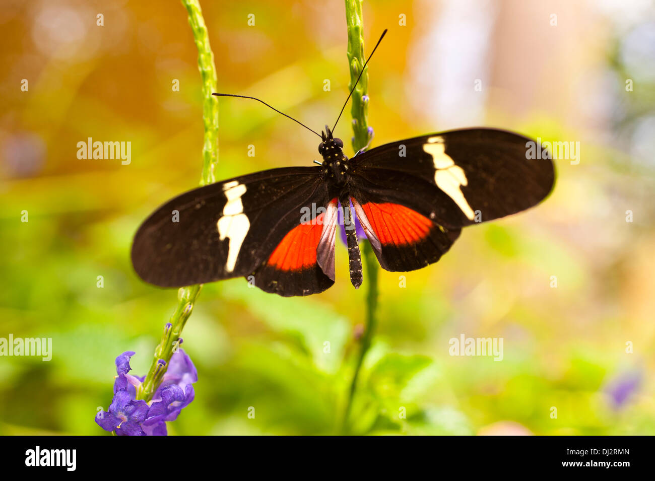 Butterfly compound eye facet hires stock photography and images Alamy