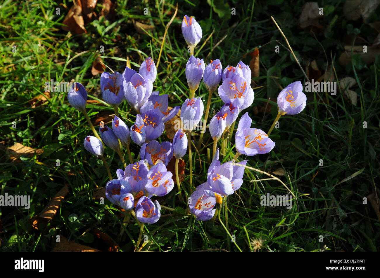 Saffron crocus hires stock photography and images Alamy
