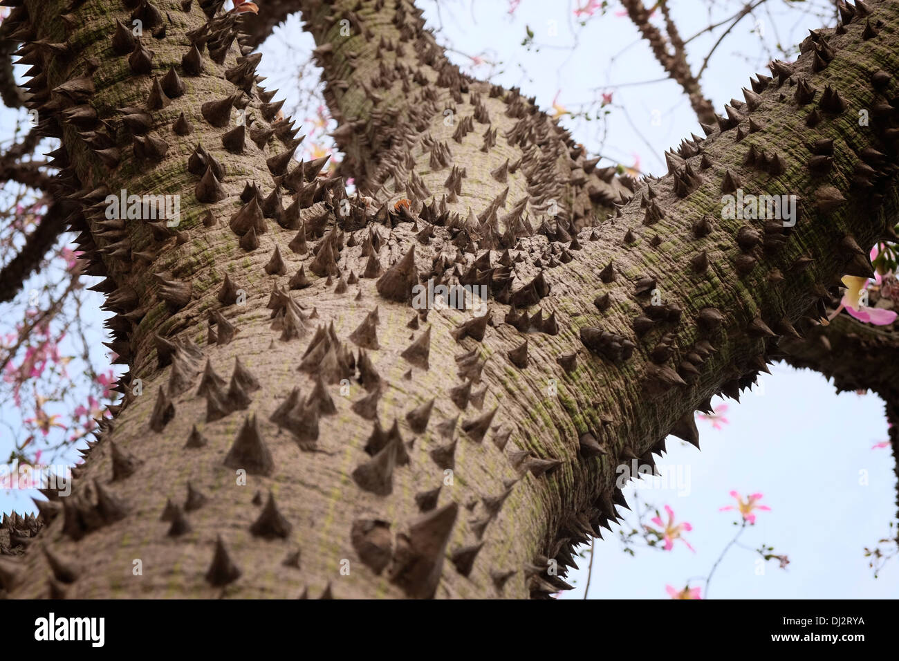 A thorny trunk of the silk floss tree Ceiba speciosa formerly Chorisia