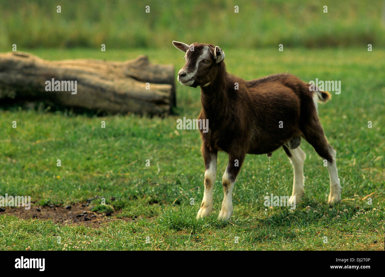 Thüringer Waldziege, Thuringian goat Stock Photo