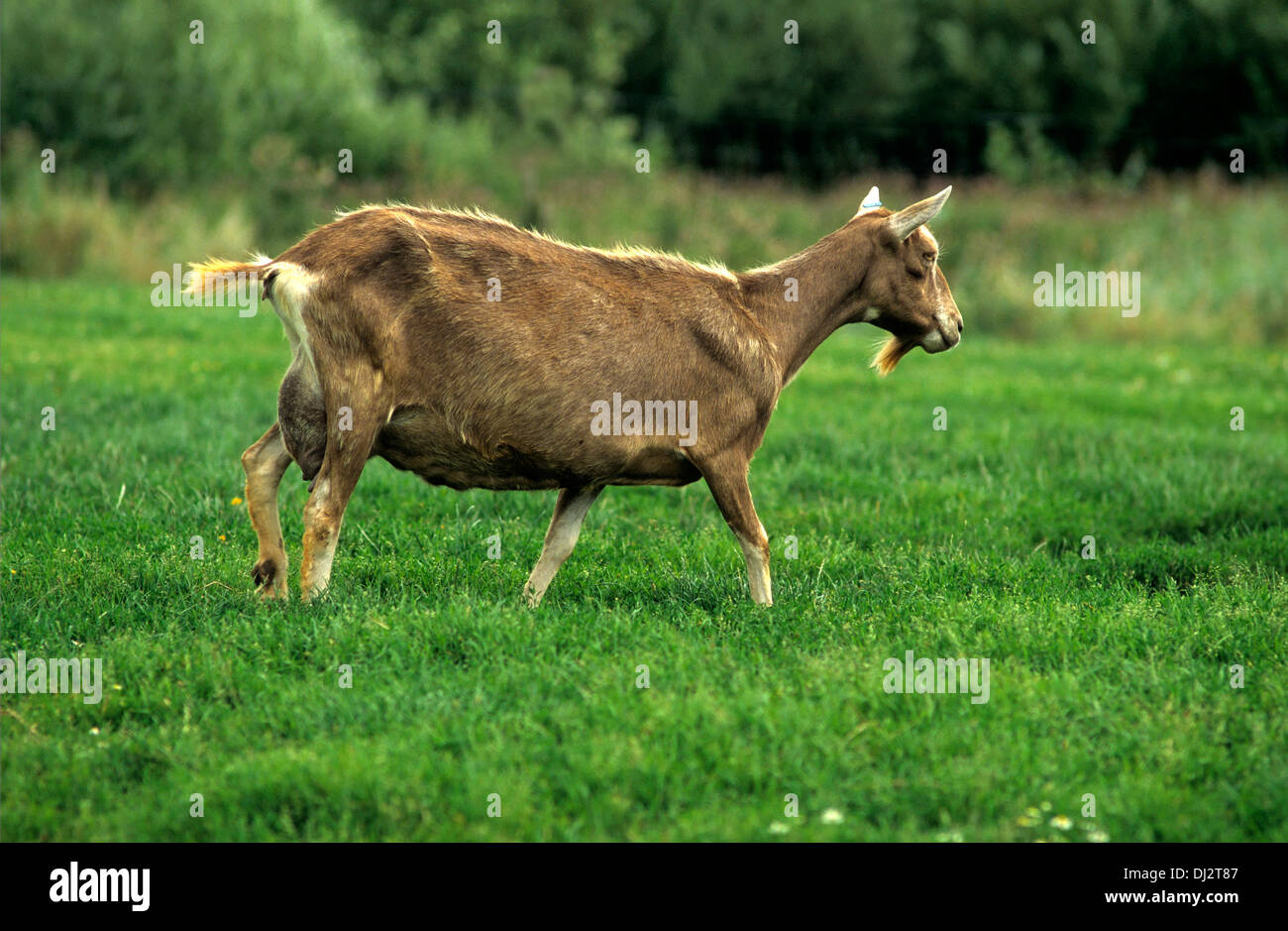 Thüringer Waldziege, Thuringian goat Stock Photo