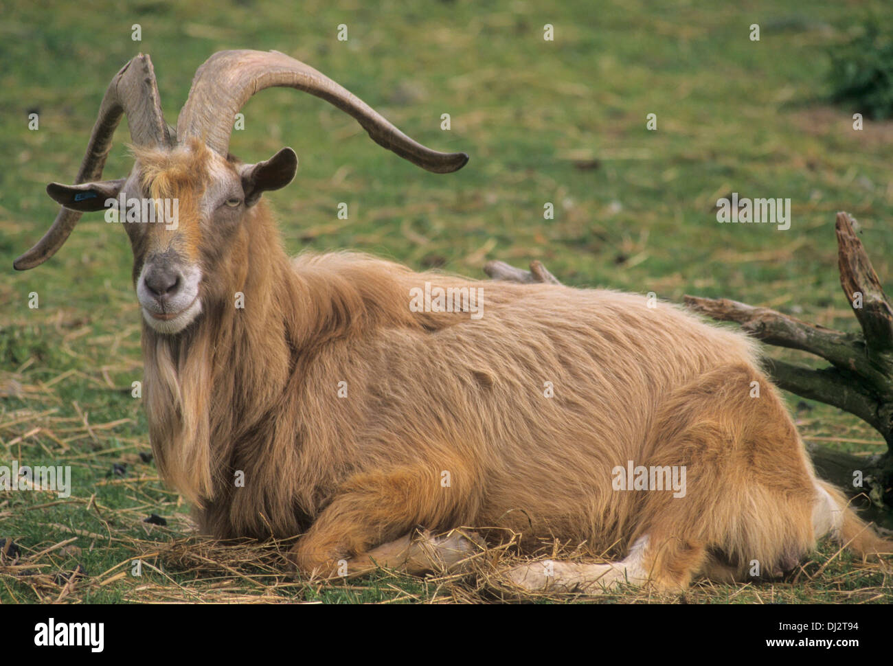 Thüringer Waldziege, Thuringian goat Stock Photo