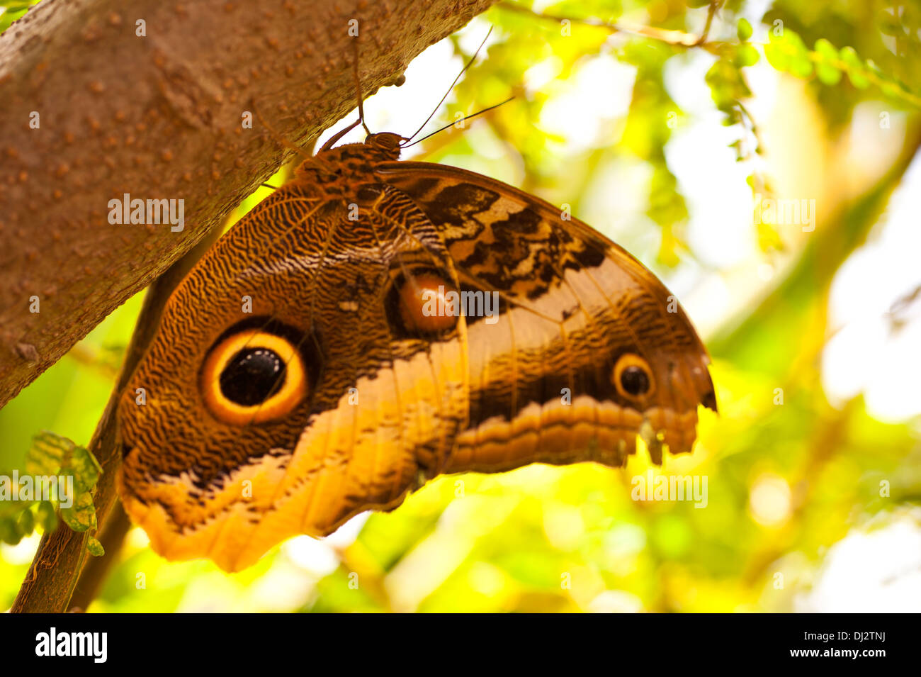 Butterfly Compound Eye Facet High Resolution Stock Photography and ...