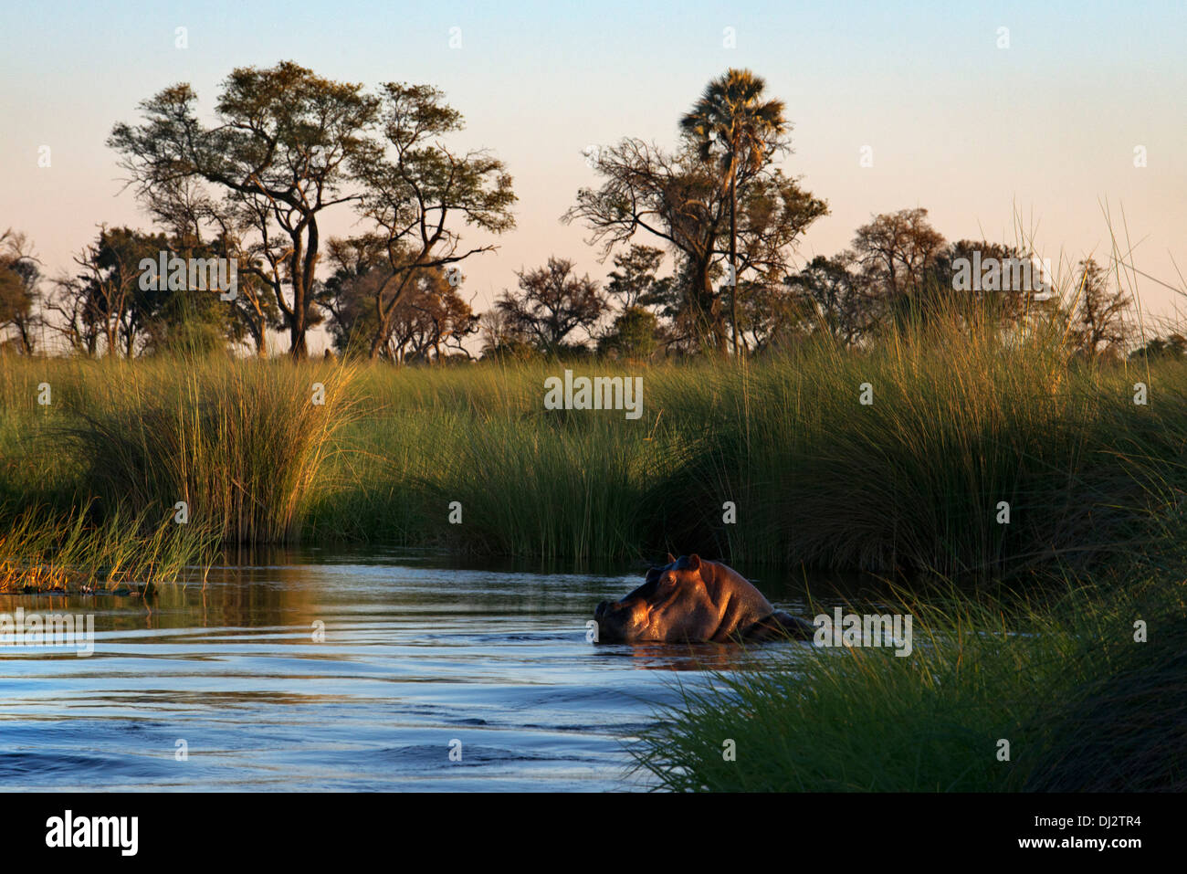 Be very careful with the hippos in the water safari camp made from Eagle Island Camp by Orient Express , outside the Moremi Stock Photo