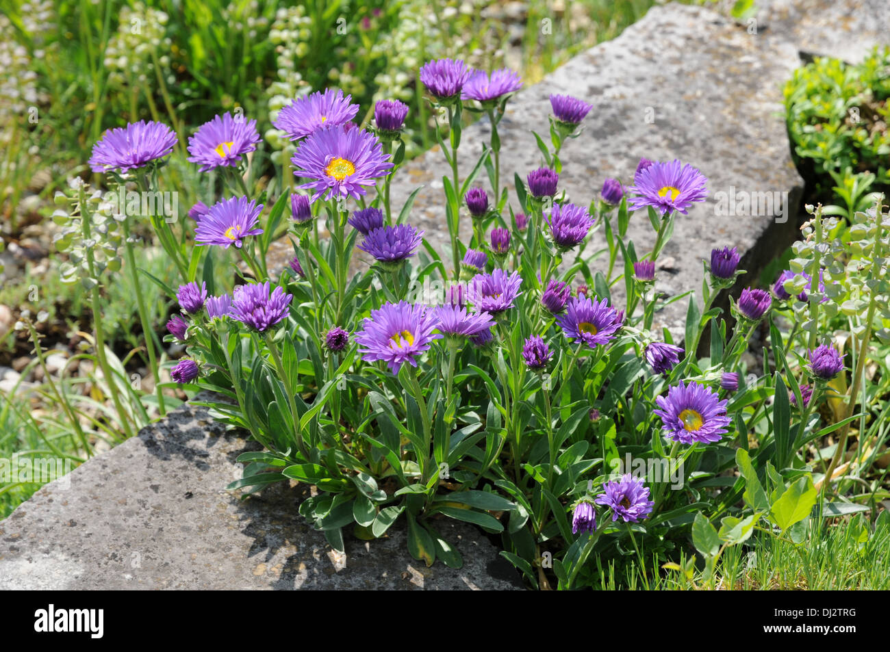 Alpine aster Stock Photo