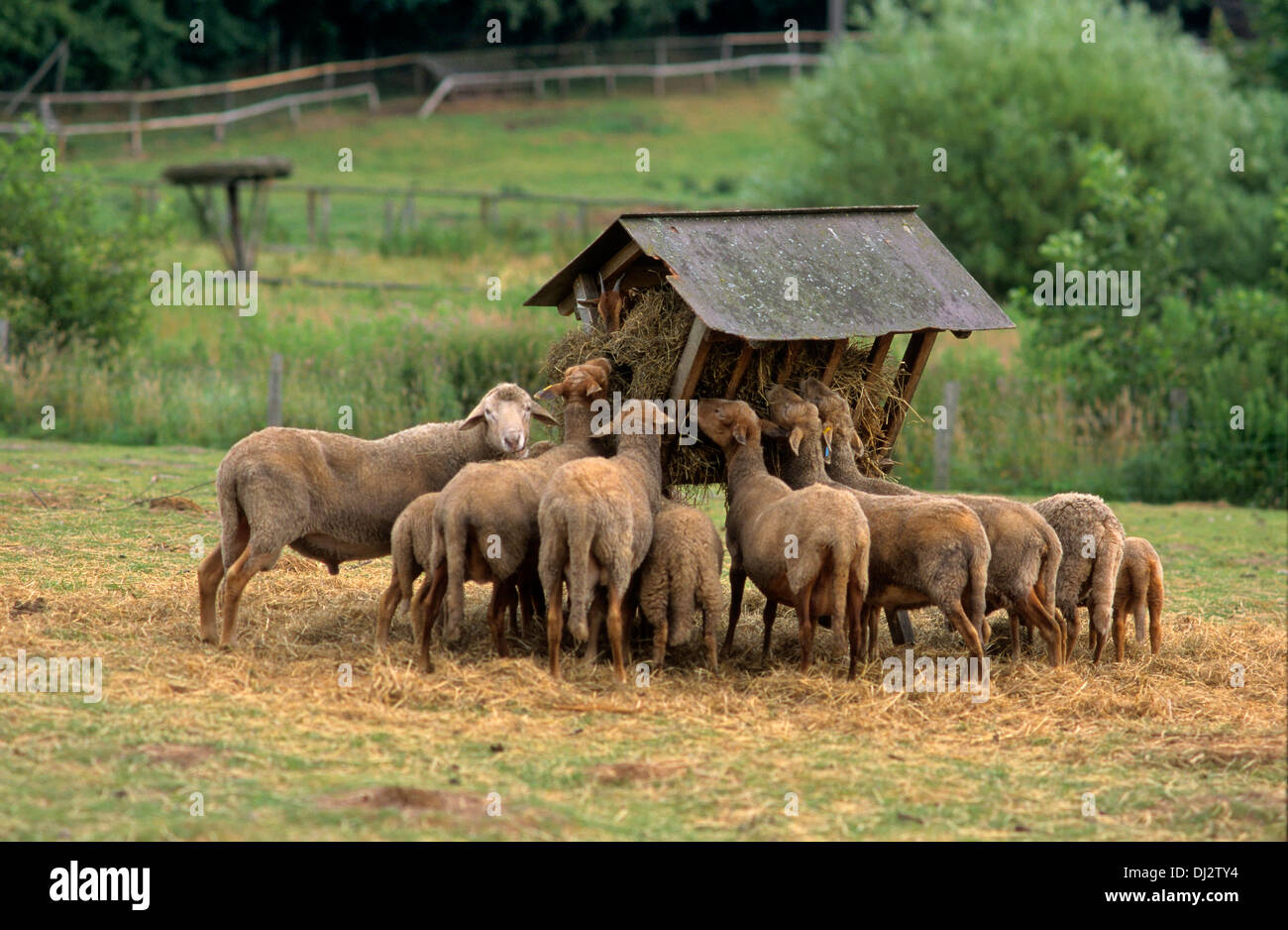 Red-head sheep, flock of sheep in a manger, Rotkopfschaf, Schafherde an Futterkrippe Stock Photo
