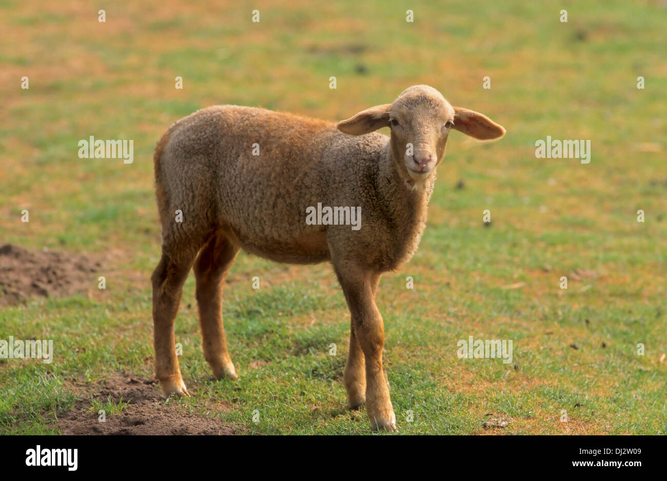 Sheep Breeds Stock Photos & Sheep Breeds Stock Images Alamy