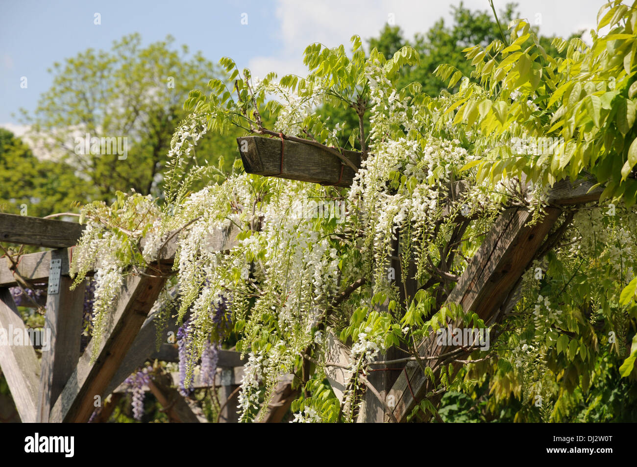 Balkonbegrunung hires stock photography and images Alamy