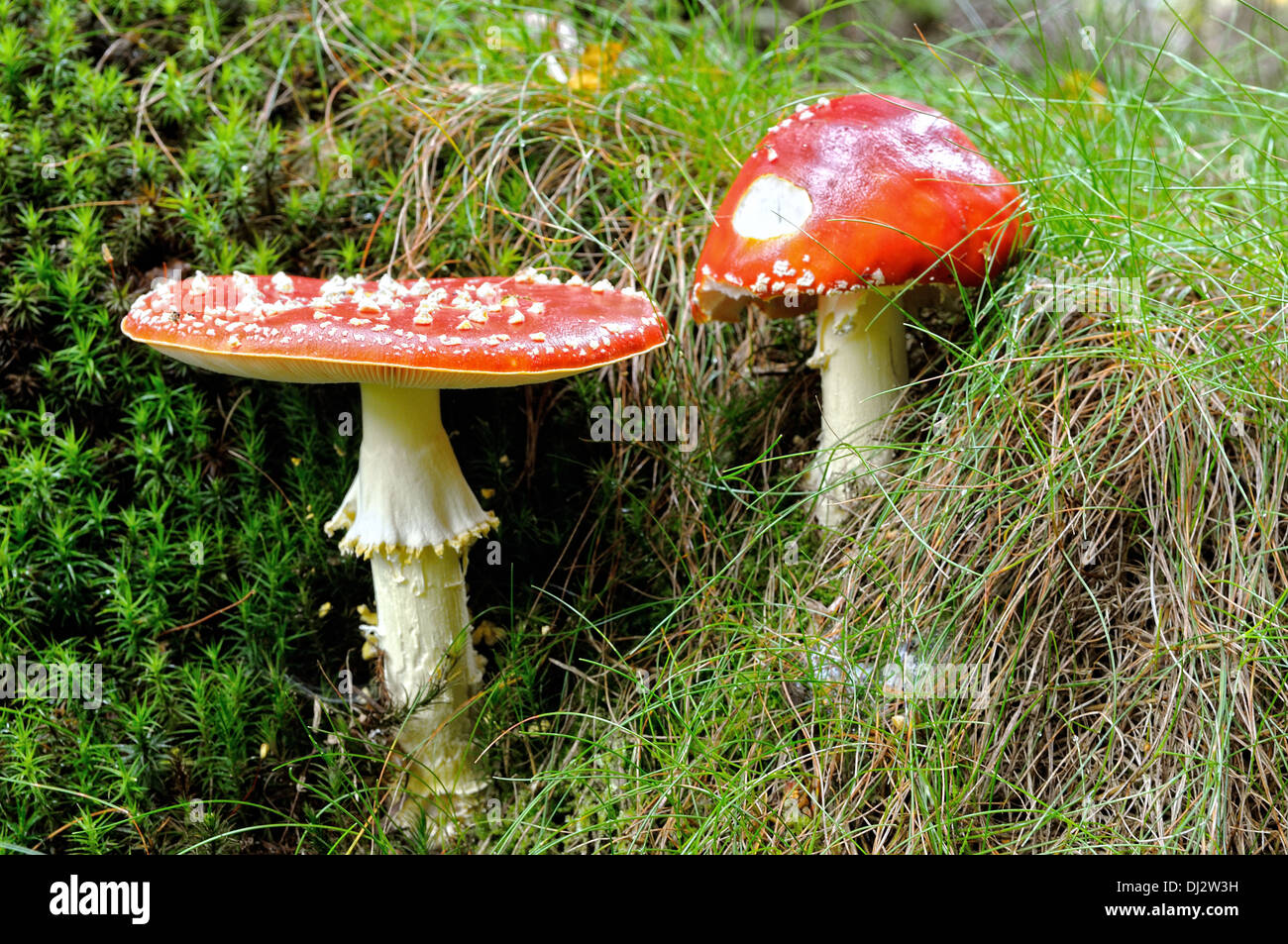 two red toadstool on forest floor Stock Photo