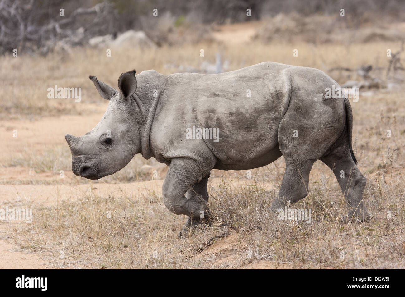 White Rhino (Ceratotherium simum) Stock Photo