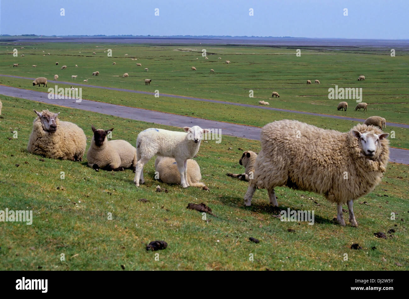 Country Sheep Domestic Sheep Flock Of Sheep On The Dike North Sea   Country Sheep Domestic Sheep Flock Of Sheep On The Dike North Sea DJ2W5Y 