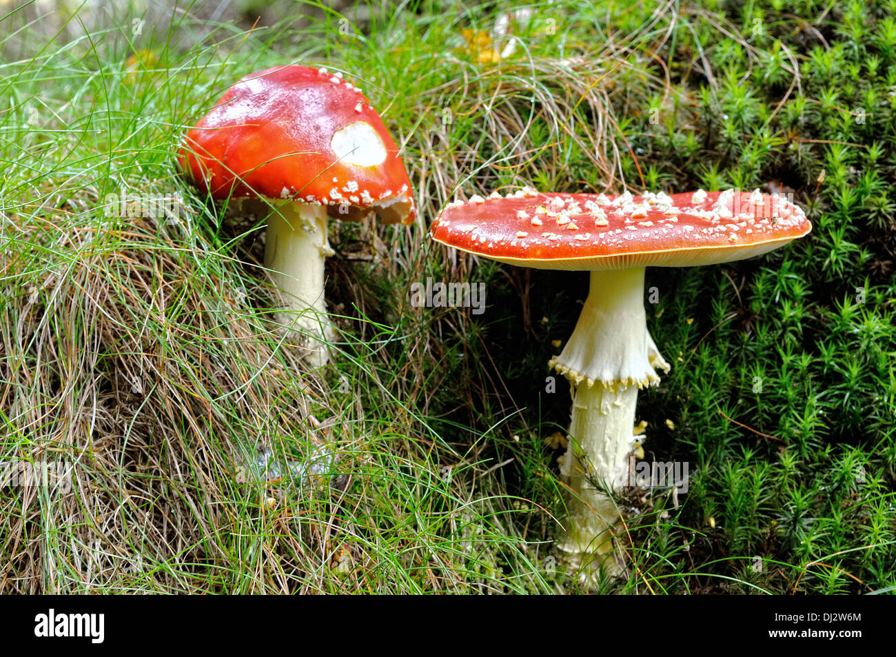 two red toadstools Stock Photo