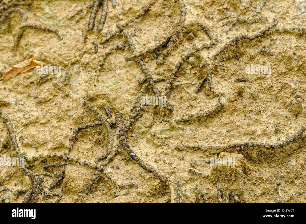 Loam with chestnut blossoms Stock Photo